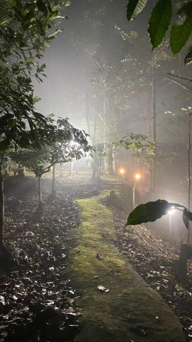 Lotus Jewel Forest Camping in Muthanga