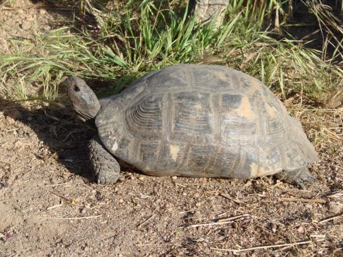 La Fattoria Delle Tartarughe - main image