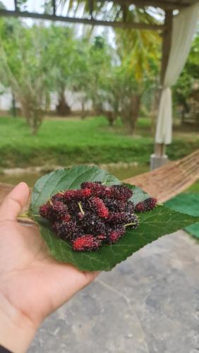 Photo - Baan Suan Rim Klong Resort