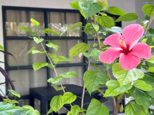 Boli Villa Thoddoo Boli Villa Thoddoo