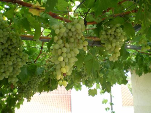 Rooms with WiFi Lastovo - 14990 - image 12