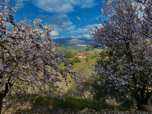 El Sueño, Cortijo andalusí del siglo XIX - Chalet - Almogía