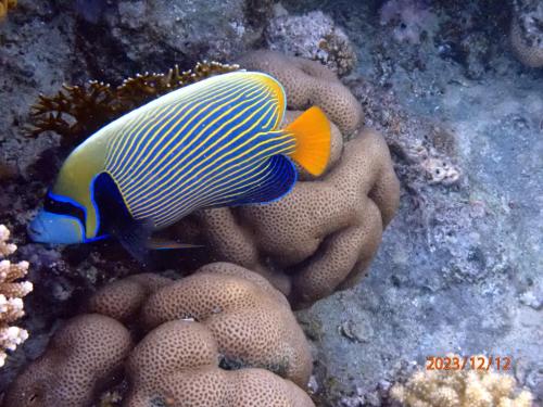 The Rooftop - Amazing apartment - Sea view - Pool - Penthouse -Jacuzzi - Sharm el Sheikh