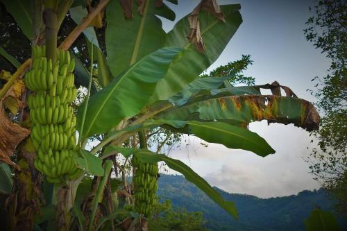 Finca Makambu