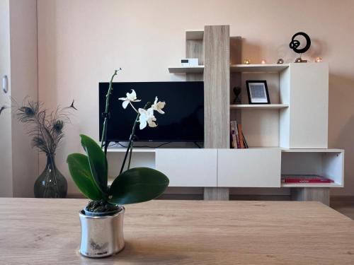 Cappuccino apartment, Sofie