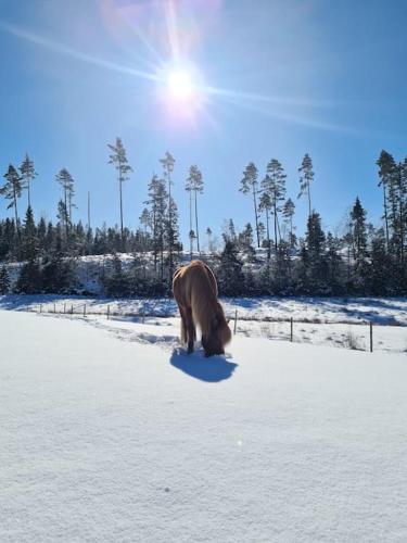 Lägenhet på hästgård