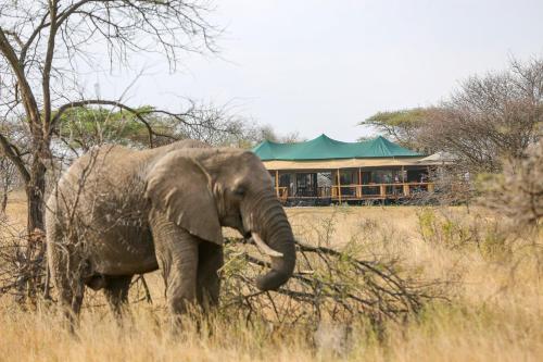 Ndoto Serengeti Camp