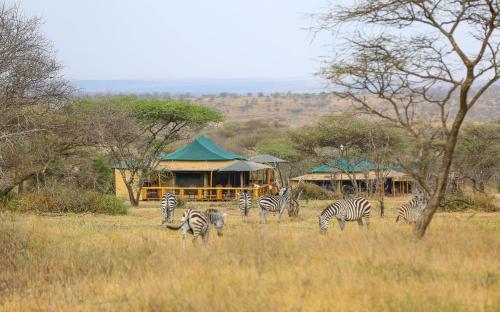 Ndoto Serengeti Camp