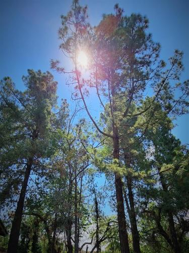 La Araucaria