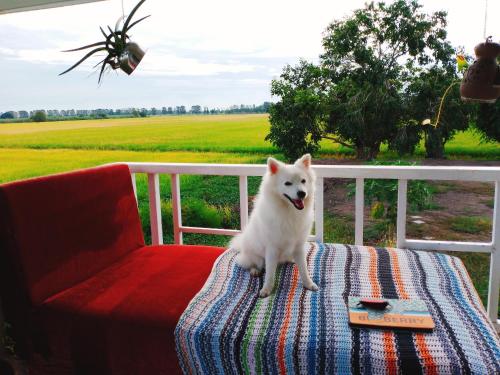 The 99 Cottage (บ้านทุ่งบางปลาม้า) in Bang Pla Ma