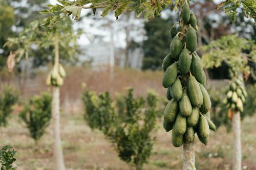 小巷清风  小巷清风