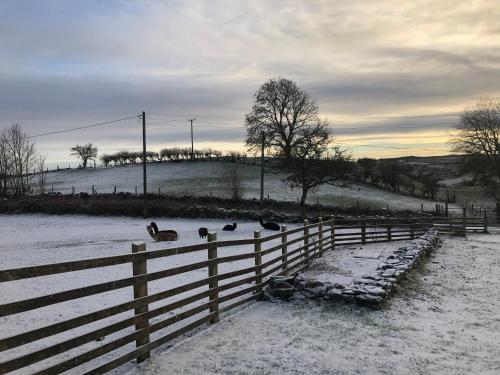 Unique Stay on an Alpaca Therapy Farm with Miniature Donkeys North Wales