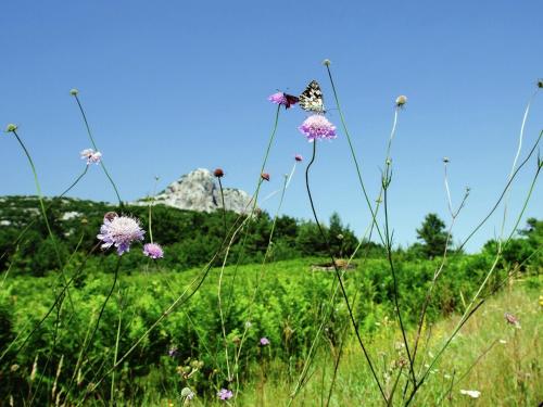 MY DALMATIA - Chalet Sveti Rok in the middle of untouched nature