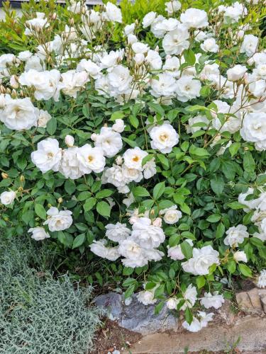 圣巴托洛燕子农场旅馆