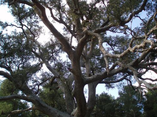 Masia de la Serra de la Cogulla