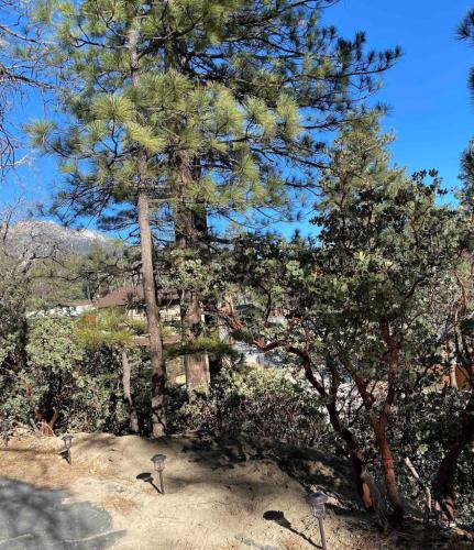 Blissfully Wild -with Hot Tub and pets are welcome thumb 4