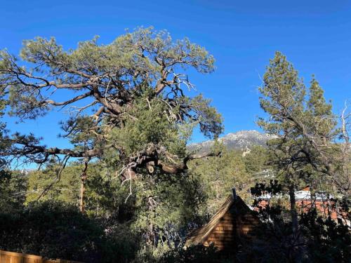 Blissfully Wild -with Hot Tub and pets are welcome in Idyllwild, USA