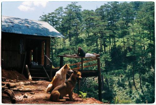 Đồi Mây Homestay