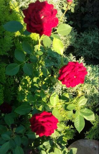 Mery's Countryside House Mery's Countryside House