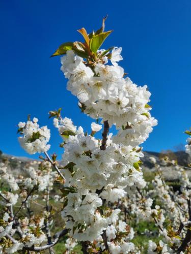 La Albarea by #cherrygredos