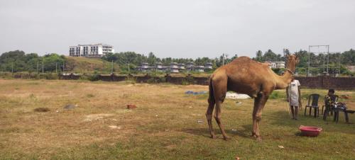 Bekal Fort Resorts BFR