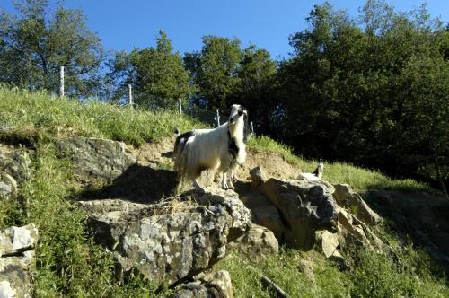 Rifugium - image 14