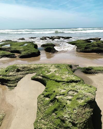 A környék, 41 on Essenhout in Boggomsbaai