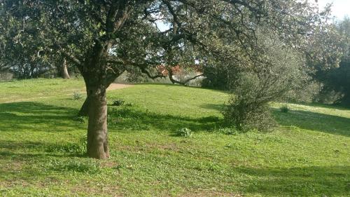 La Cabaña de la Cigarra