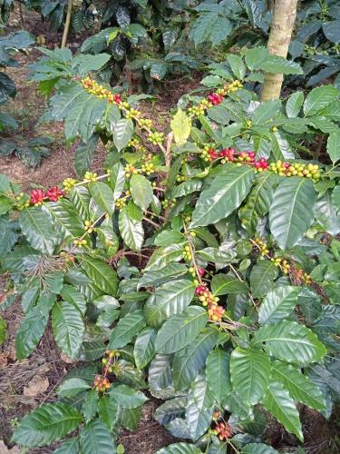Coffee Blossom Homestay in Chithavalli