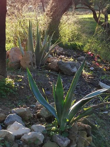 Casa Rural en Montellano (53km de Sevilla)