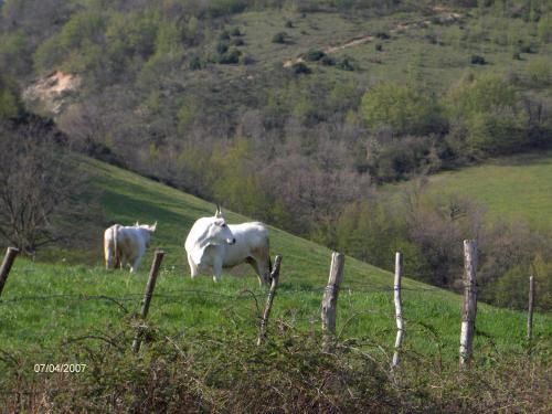 Villa Colticciola Agriturismo Marche