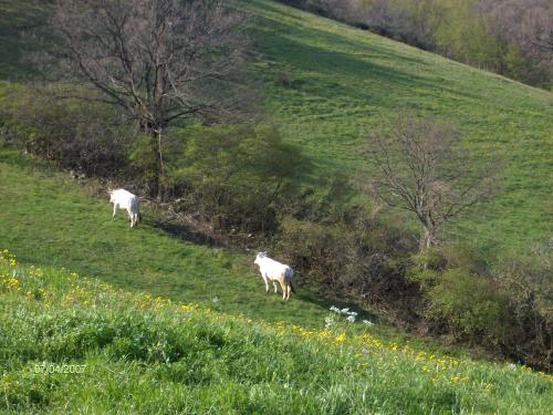 Villa Colticciola Agriturismo Marche