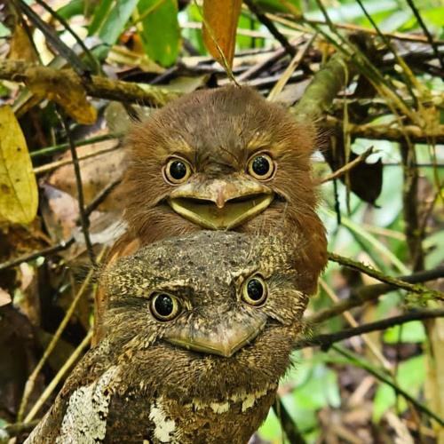 Sinharaja Vini Villa