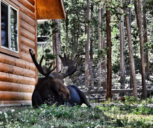 Daven Haven Lodge & Cabins