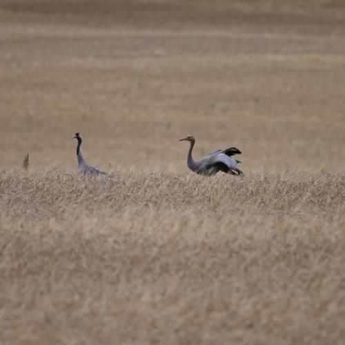 Autarker Schäferwagen mit Kamin ganzjährig nutzbar (Autarker Schaferwagen mit Kamin ganzjahrig nutzbar) in Dargun