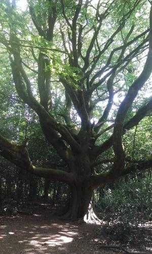 MANOIR DU TERTRE au coeur de la forêt de Brocéliande