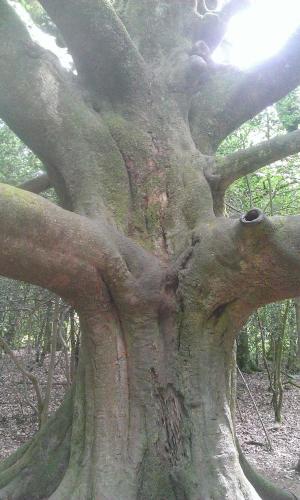 MANOIR DU TERTRE au coeur de la forêt de Brocéliande