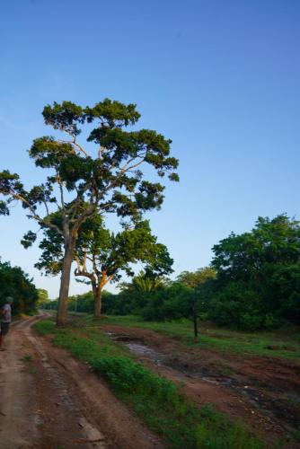 Yala Wild House