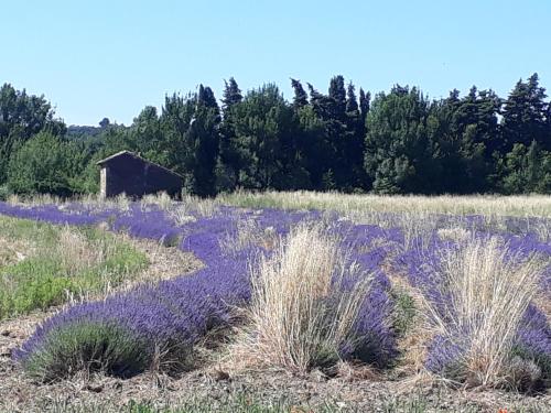 La petite maison dans les vignes