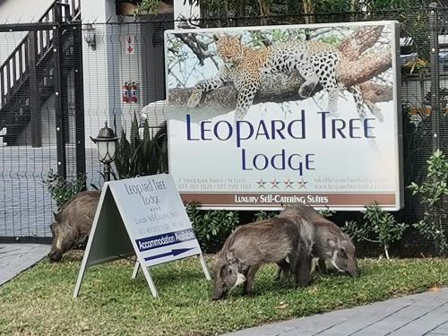 Leopard Tree Lodge, St Lucia (zdjęcie 3)