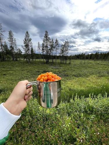 Apkārtne, Cozy guesthouse in Slussfors, Swedish Lapland in Umnas