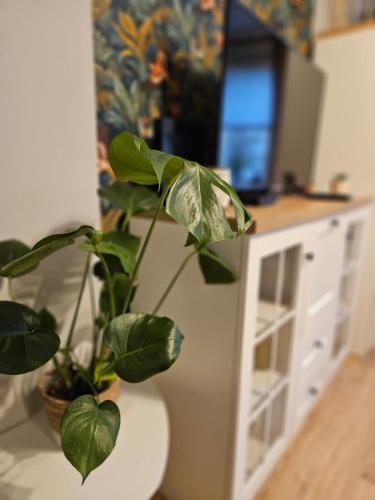 . Apartament Boho