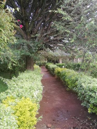 Eco mara forest camp