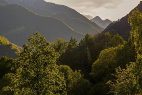 Wild Valley Palm Terrace in Valle Onsernone