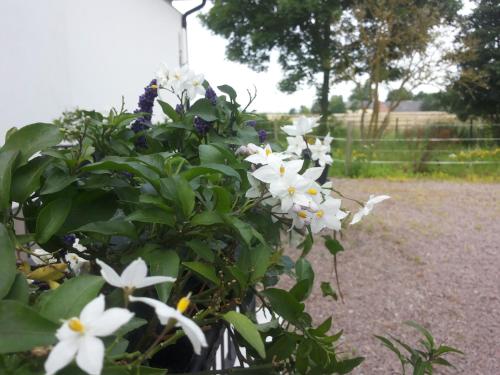 Lagenhet Lillisgarden