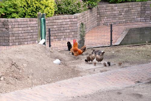 Guest House Aan de Hollandse IJssel - image 7