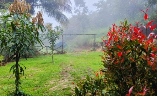 Beyond Bodhi, A Forest Retreat