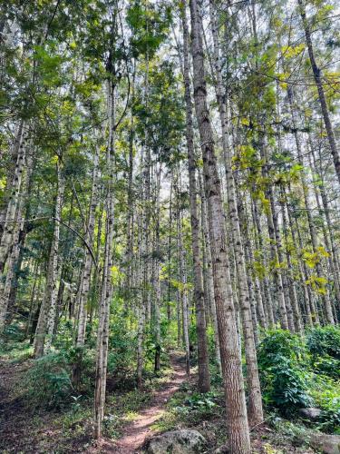 Beyond Bodhi, A Forest Retreat