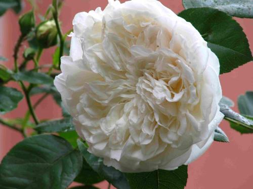 Létesítmények, Ferienwohnung „Rosarium“ in Gunzenhausen