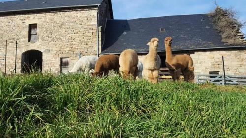 Gîte de France Des alpagas 2 épis - Gîte de France 12 personnes MAE-9944